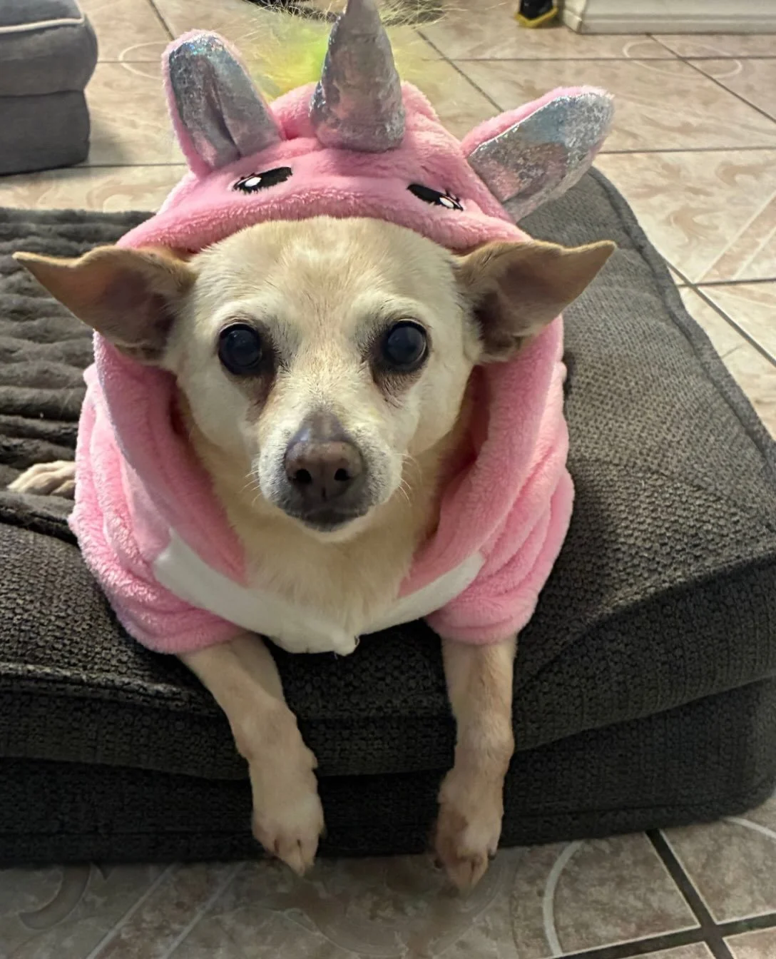 Rene would like everyone to know she is taking
Halloween very seriously.

No notes.

Who&rsquo;s adopting this unicorn?

📣 Want to be the first to know about new dogs up for adoption, volunteer opportunities, and rescue updates? Join the Real Good R