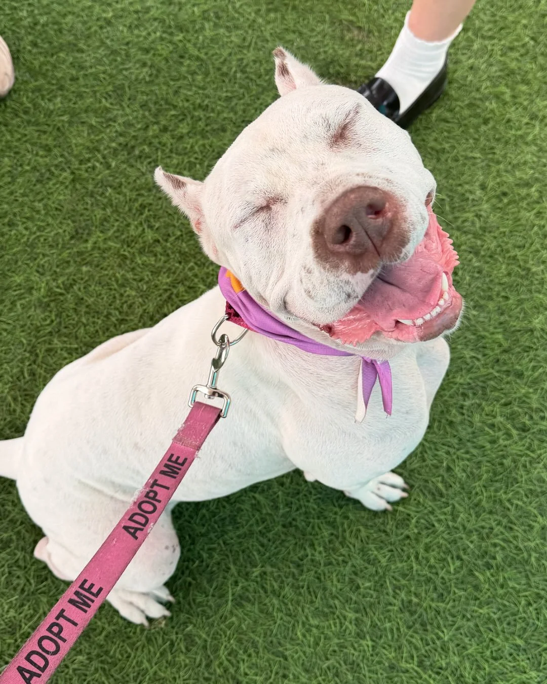 POV: still manifesting because apparently this face wasn&rsquo;t enough.

📣 100% of proceeds from Real Good merch go straight back to the dogs, funding the vet care, transport, and everyday work it takes to save a life. Shop hats, tees, and sweatshi