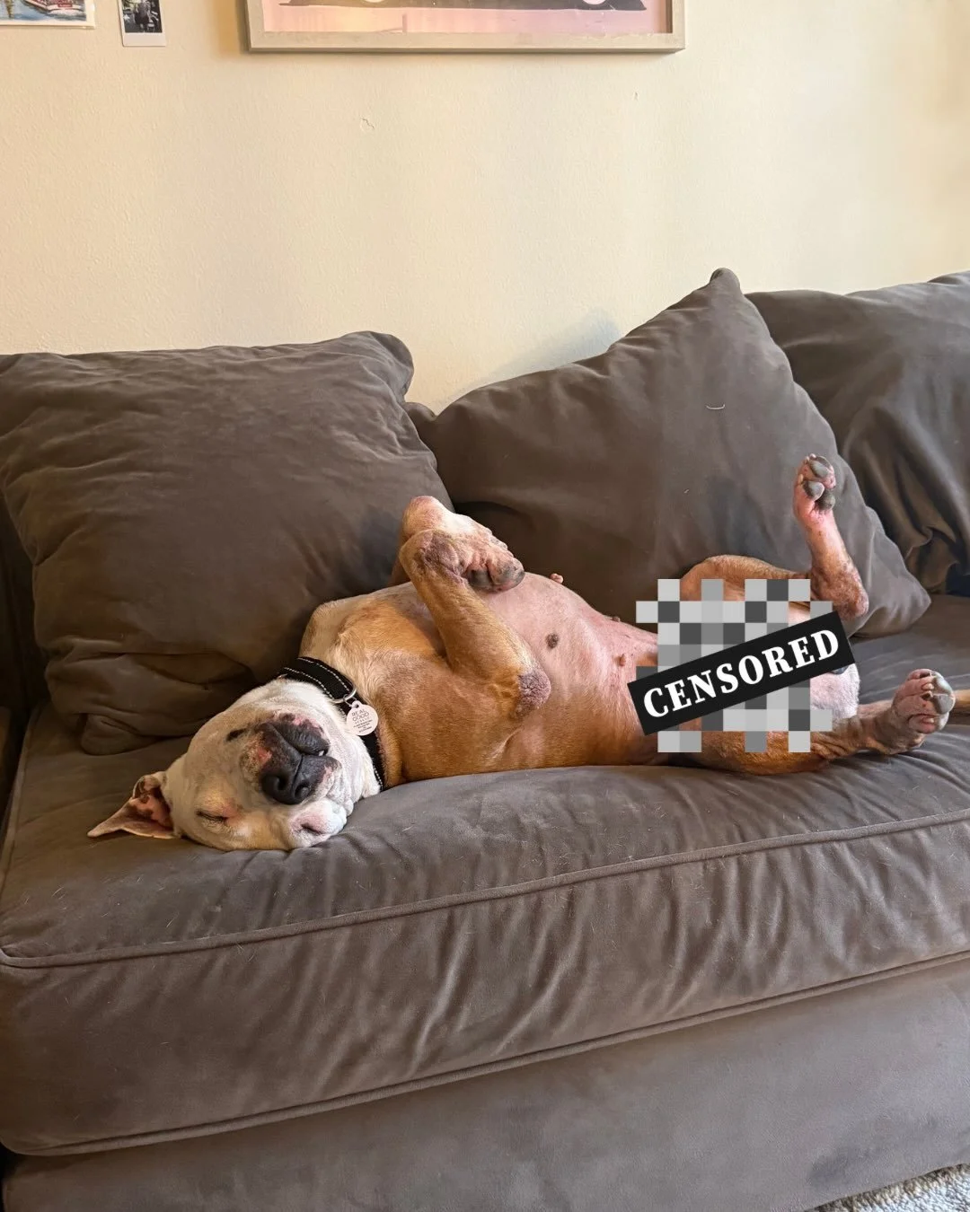 Gabe the Babe is doing his best work.

Skin and ear Infections under control. Foster couch acquired.

No notes.

📣 Moved by Gabe&rsquo;s story? It only takes Real Good Rescue a few hundred dollars to pull a dog like Gabriel from a shelter at a momen