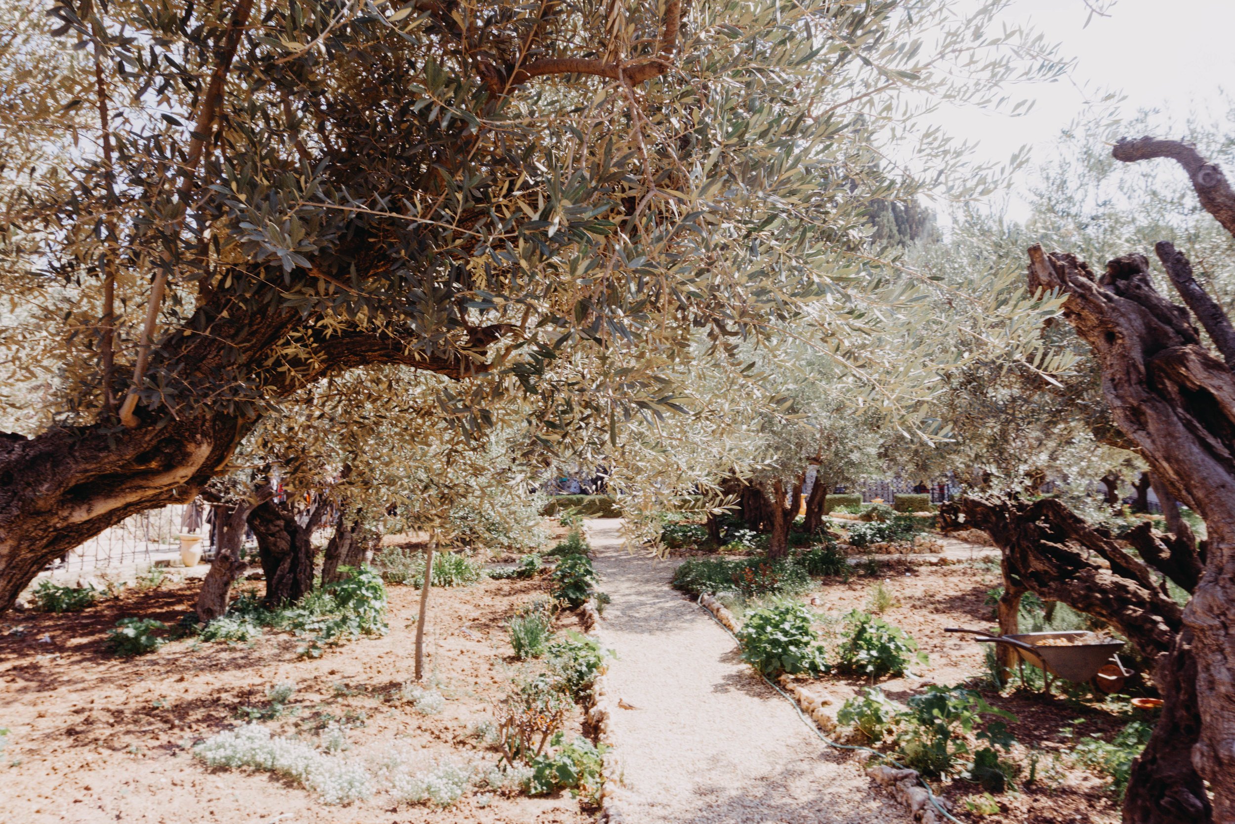 Garden of Gethsemane Israel