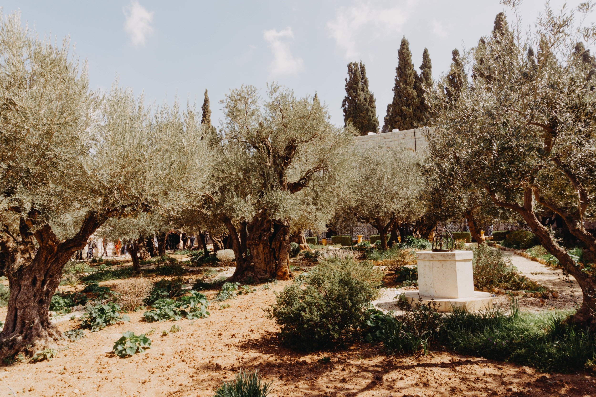 Garden of Gethsemane Israel 2