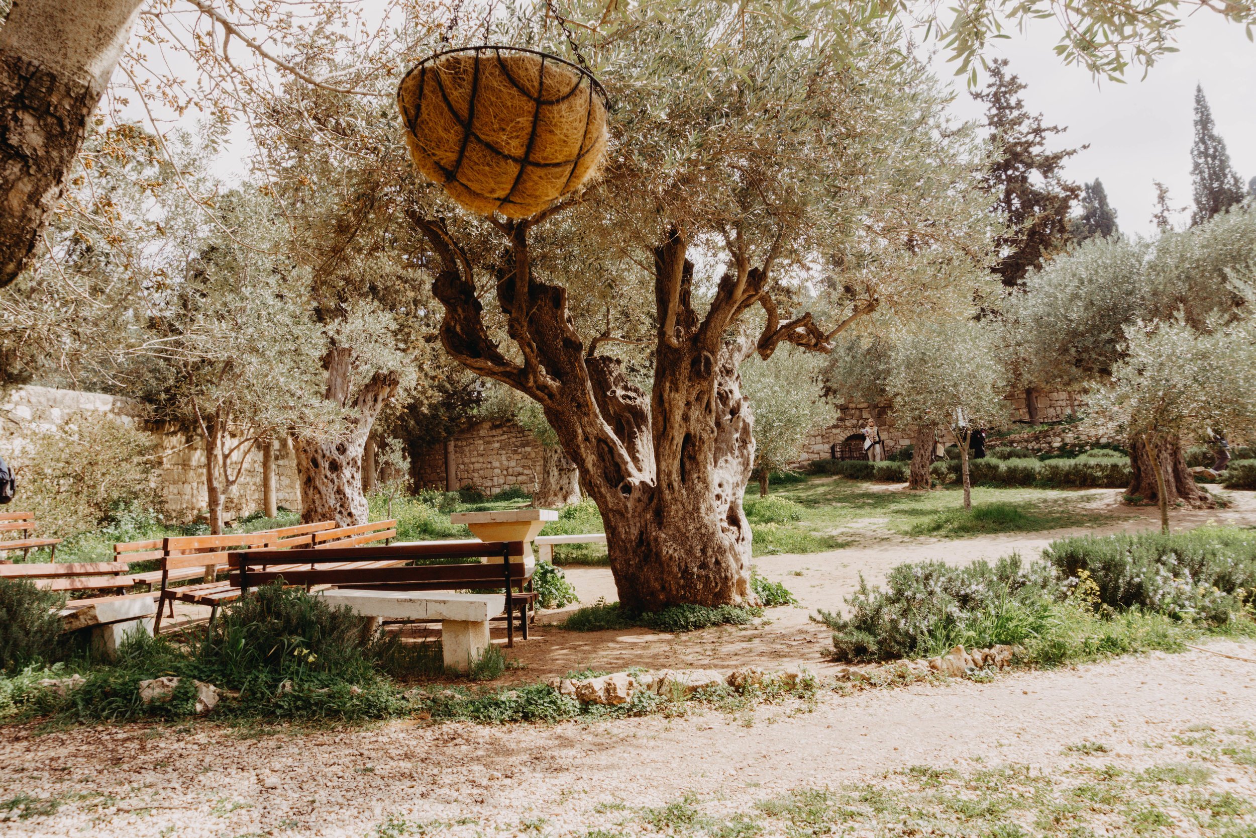 Garden of Gethsemane Israel 3