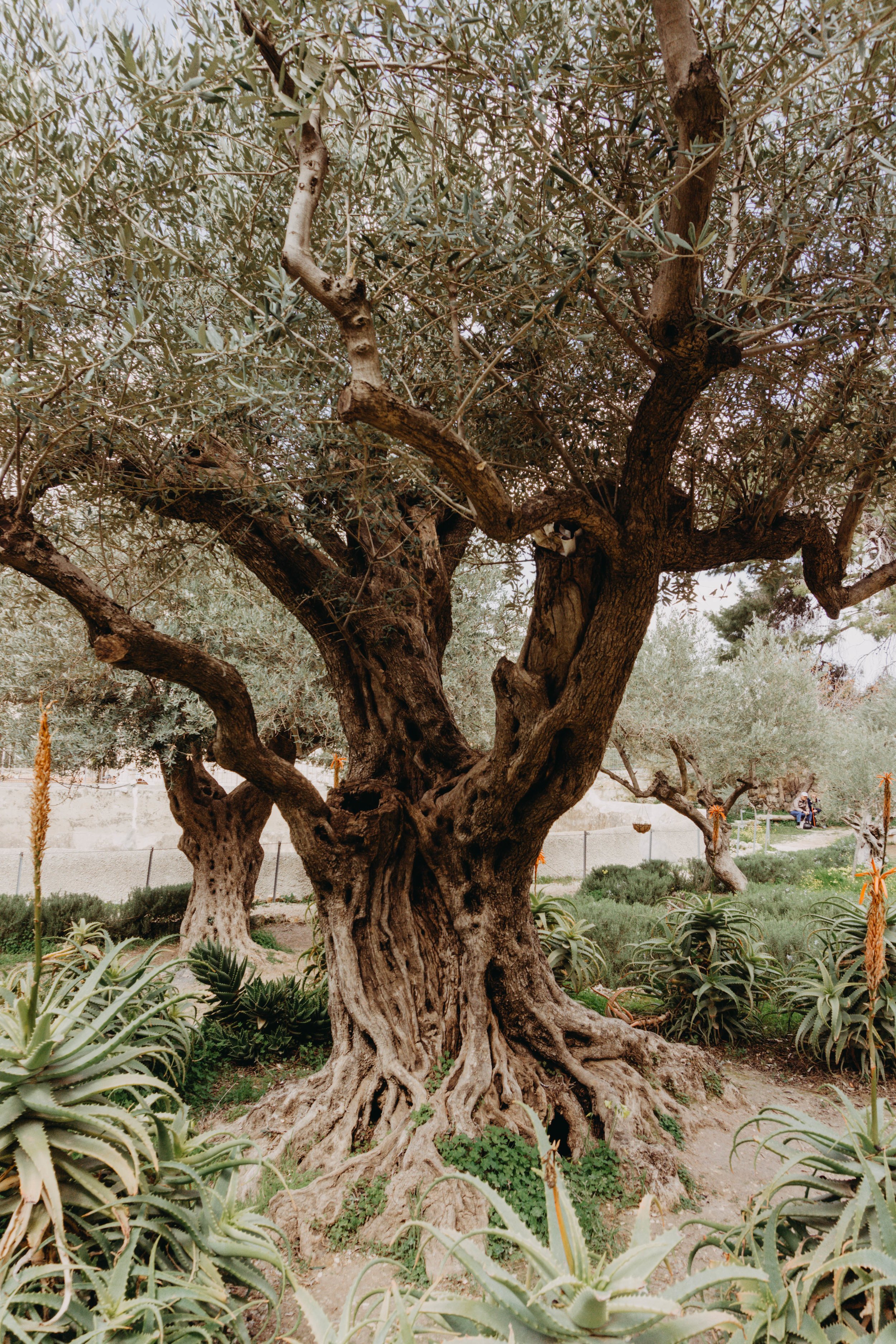 Garden of Gethsemane 4