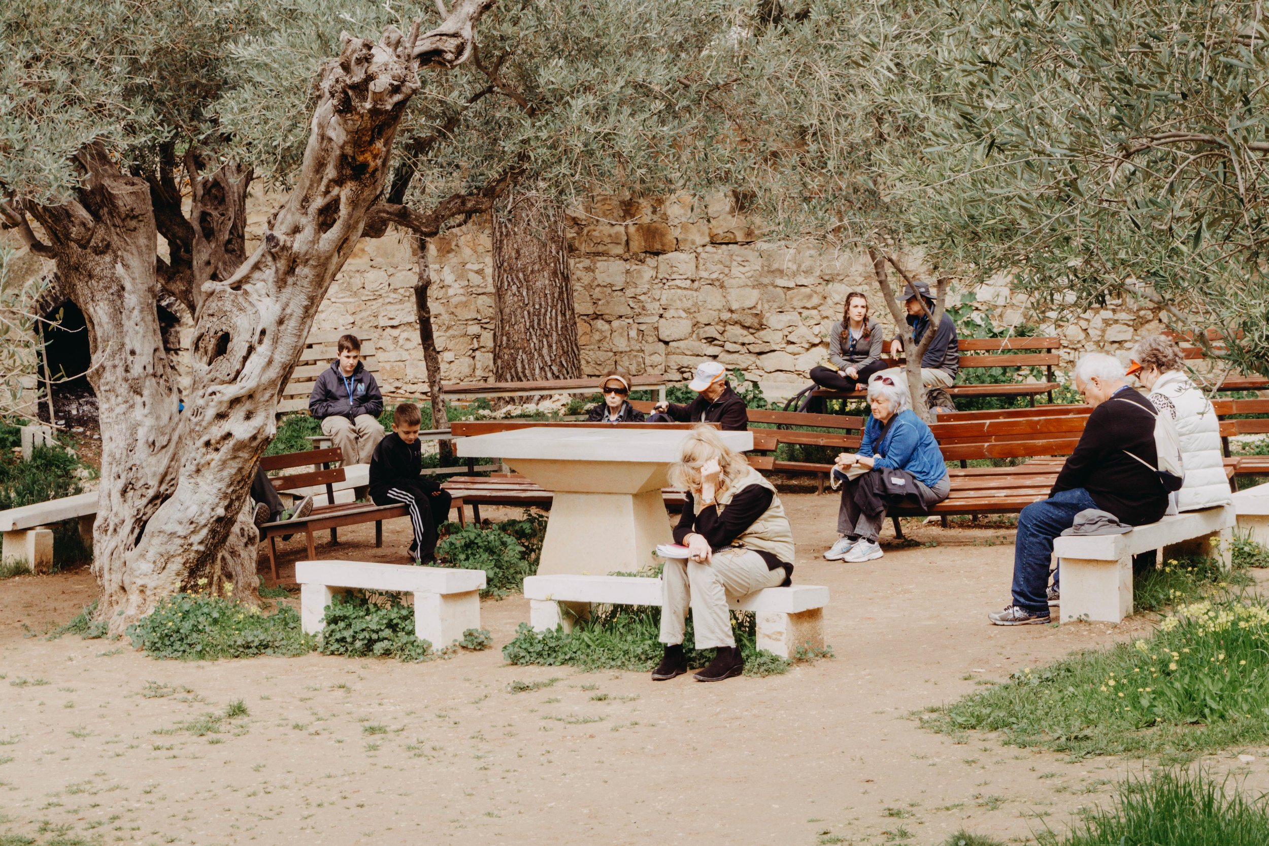 Garden of Gethsemane 5