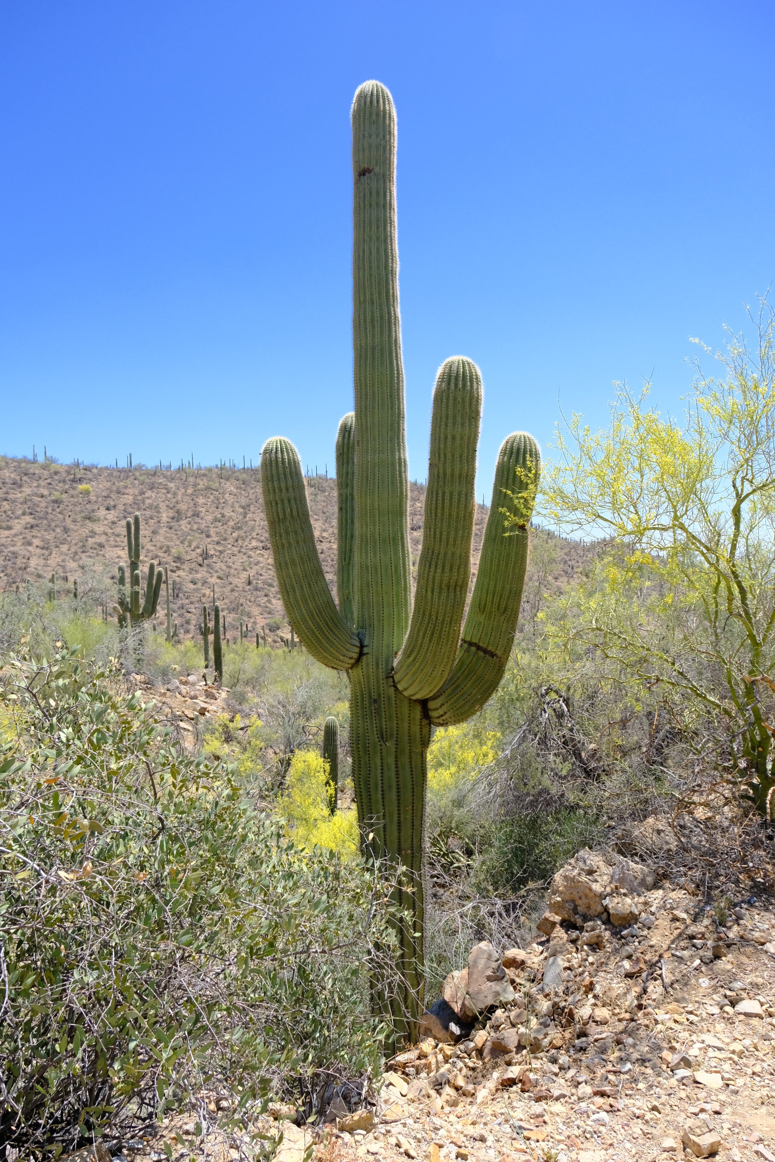 The Saguaro Cactus - A Natural History