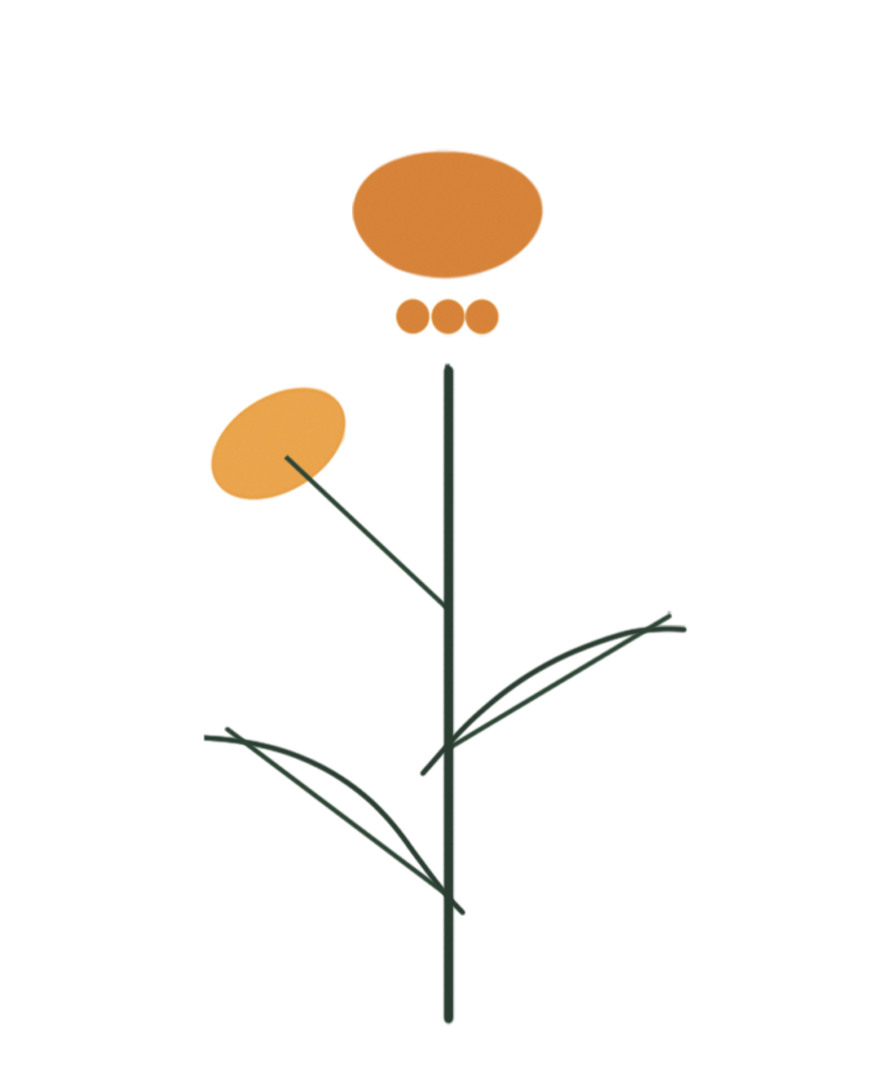 Butterfly Weed botanical illustration