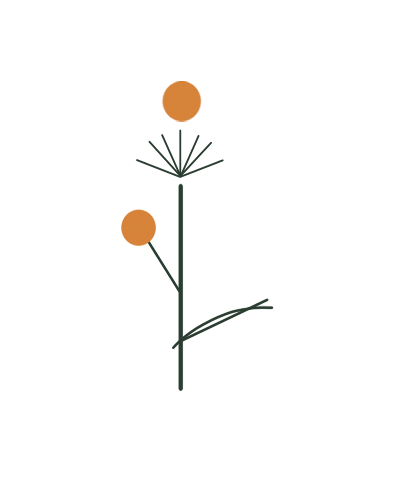 Lanceleaf Coreopsis botanical illustration