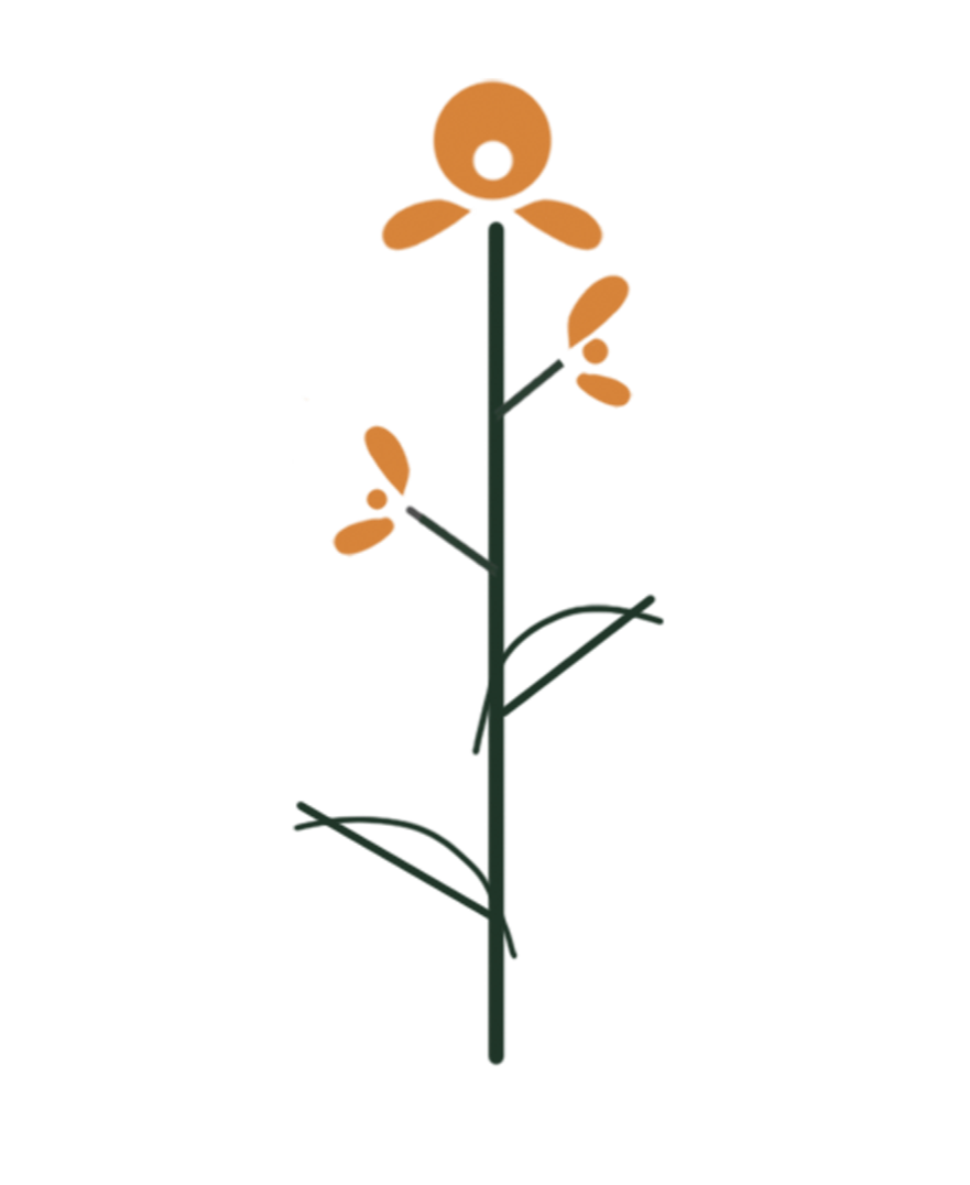 Partridge Pea botanical illustration