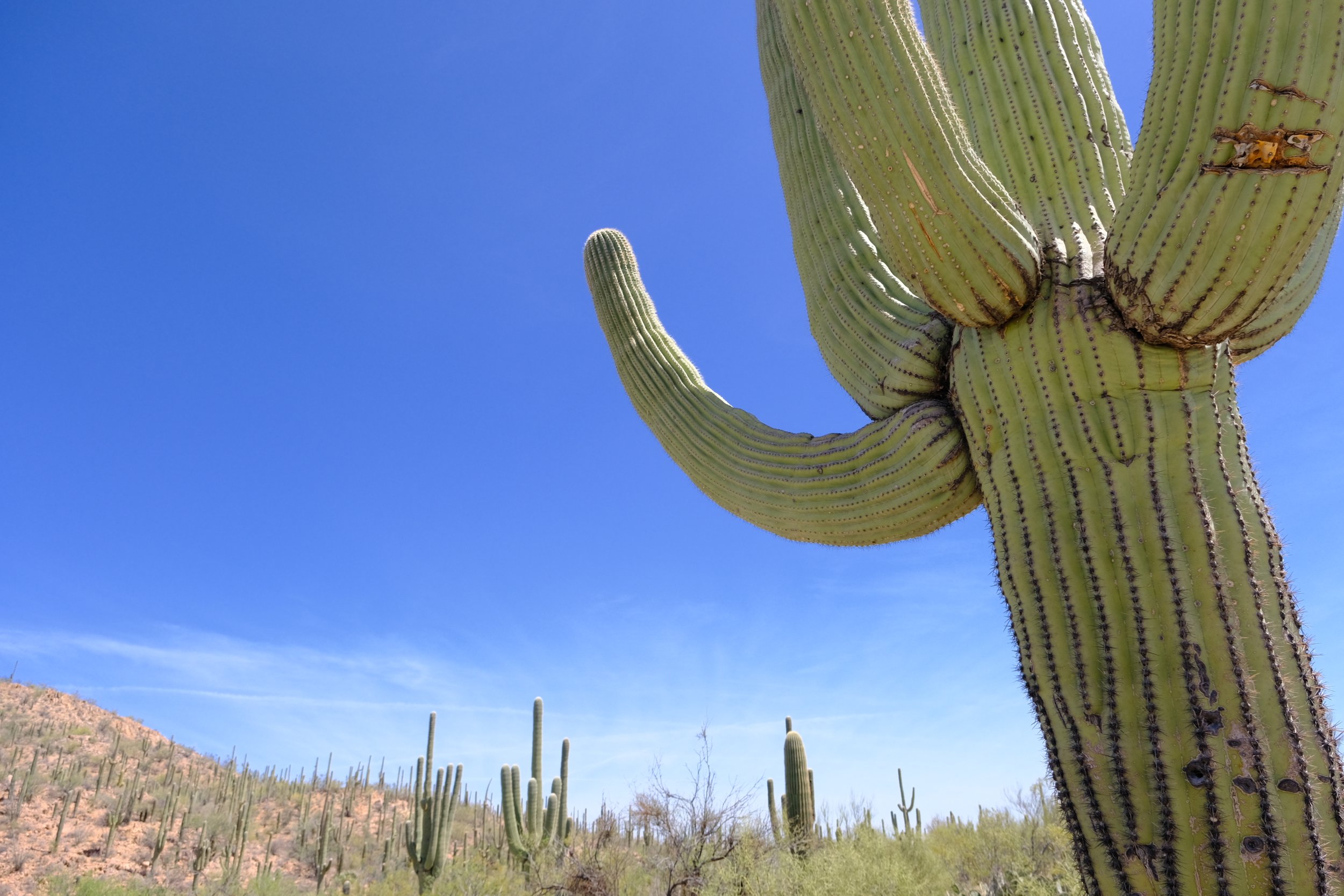 The Saguaro Cactus - A Natural History