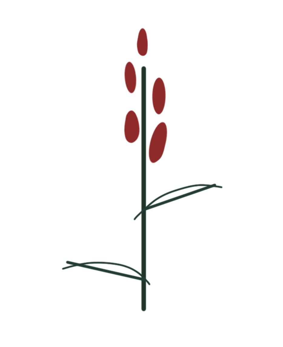 Cardinal Flower botanical illustration