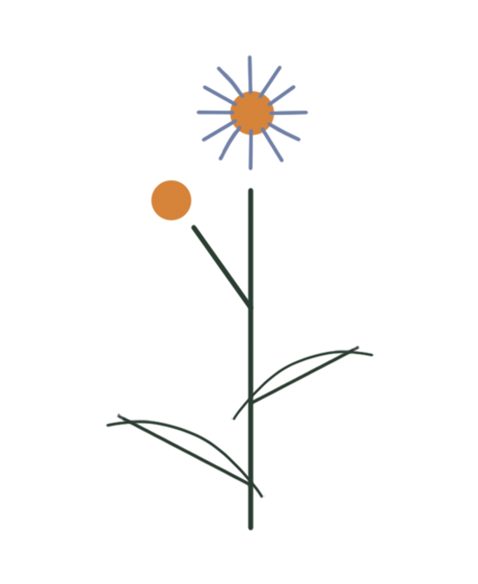 Smooth Blue Aster botanical illustration