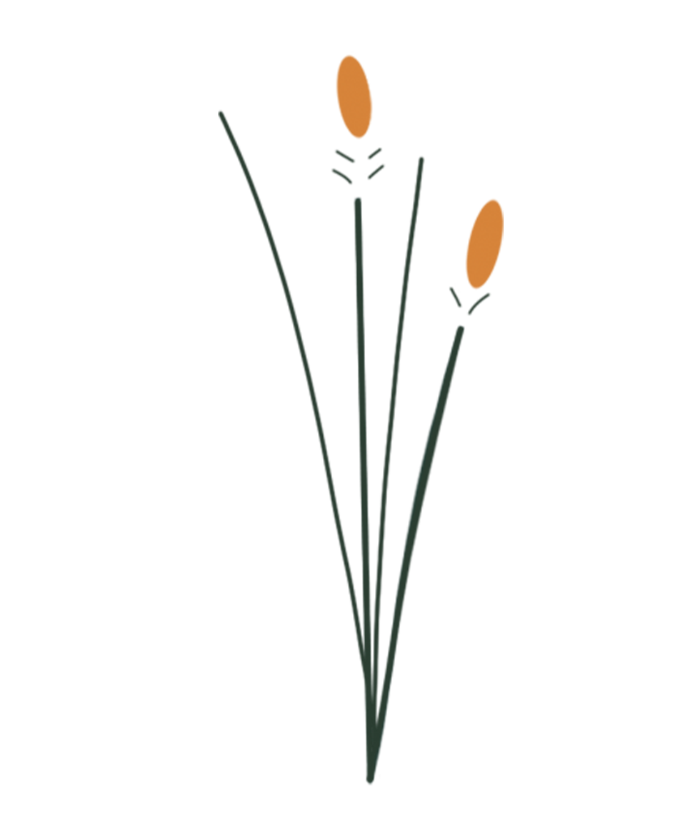 Little Bluestem botanical illustration