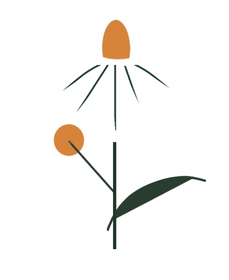 Black-eyed Susan botanical illustration