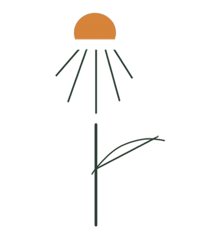 Purple Coneflower botanical illustration
