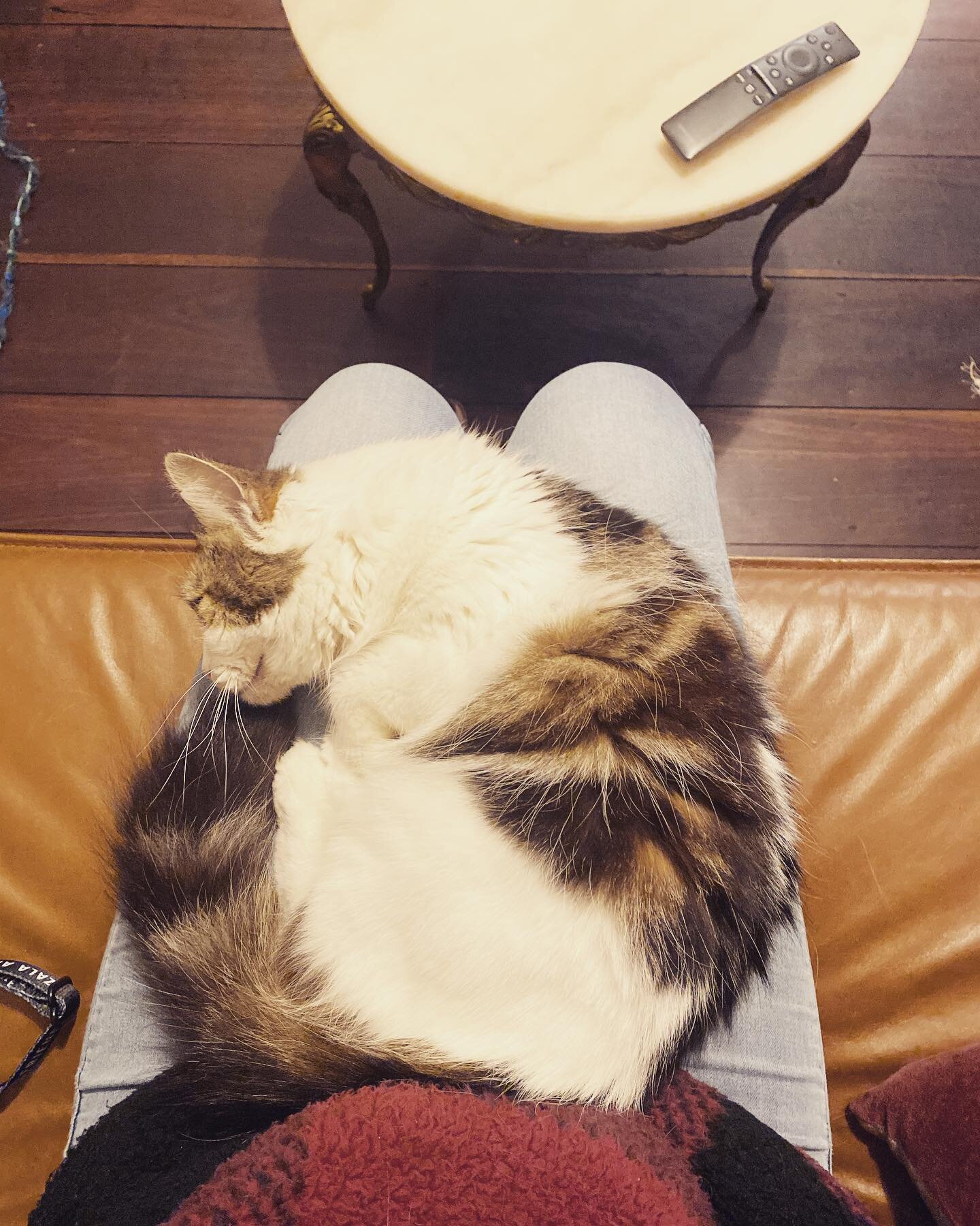 Whether you are after a visit once or twice a day for your four legged fluff ball you can rest assured that your little one is getting well taken care of.

Tilly here is enjoying some post dinner cuddles which is basically a mandatory visit requireme