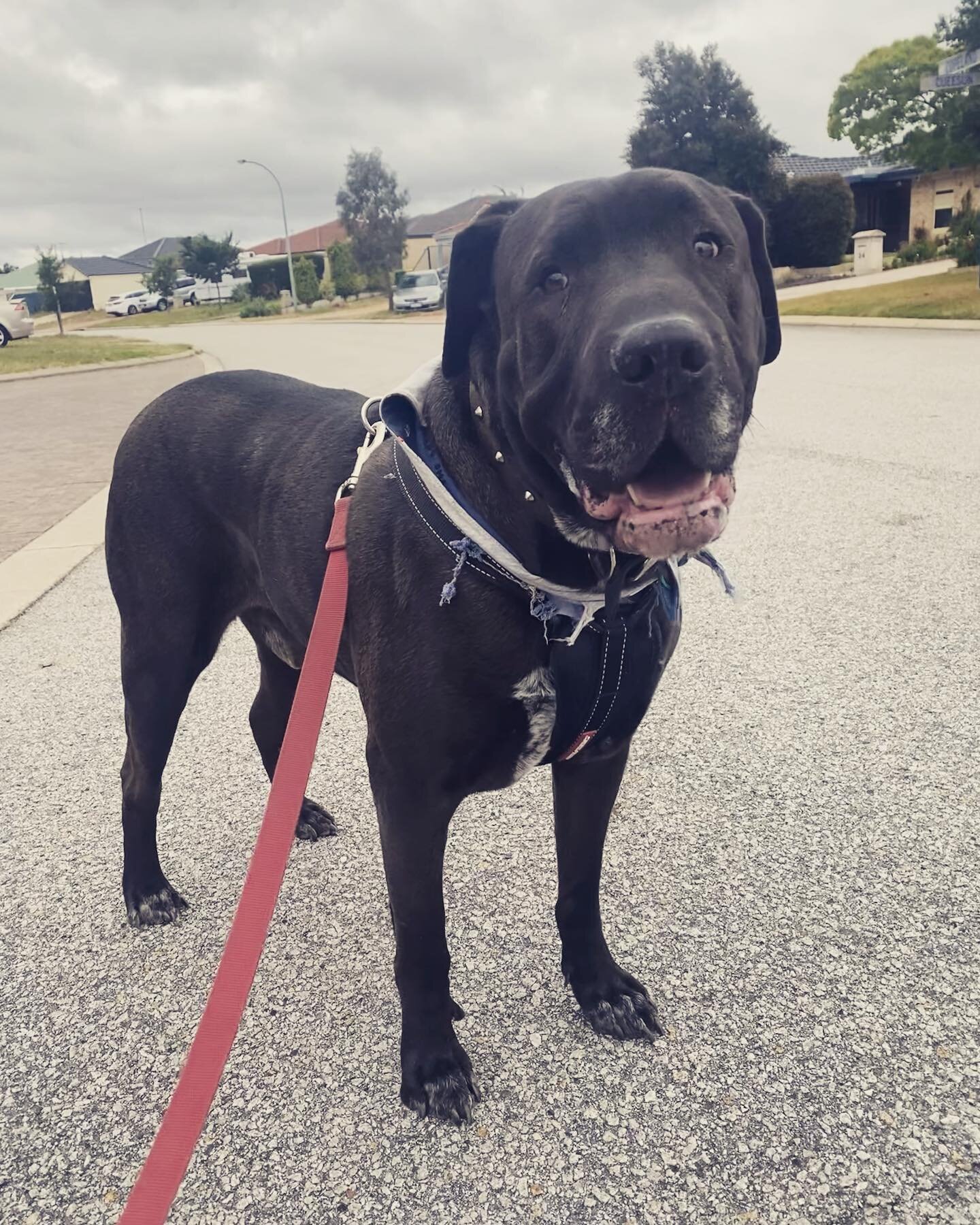 Welcome to the family George!

George here (who is apparently a Shar Pei X?!) is the newest member of the YPN fam and gosh what a big beautiful boy he is. Approx 45kgs of muscle and love, he is a gentle giant that will be getting a regular 30 min wal