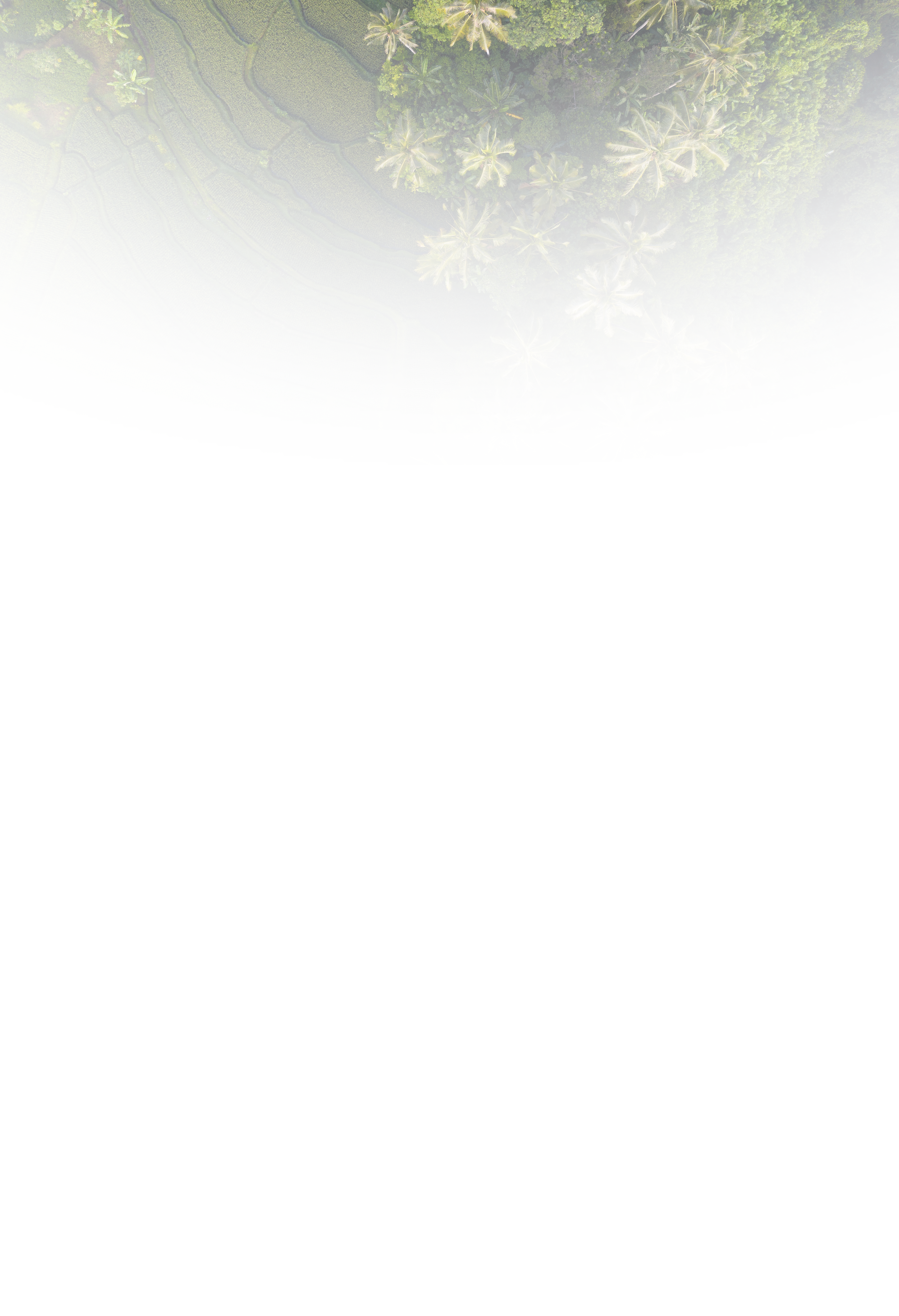 tropical2.png