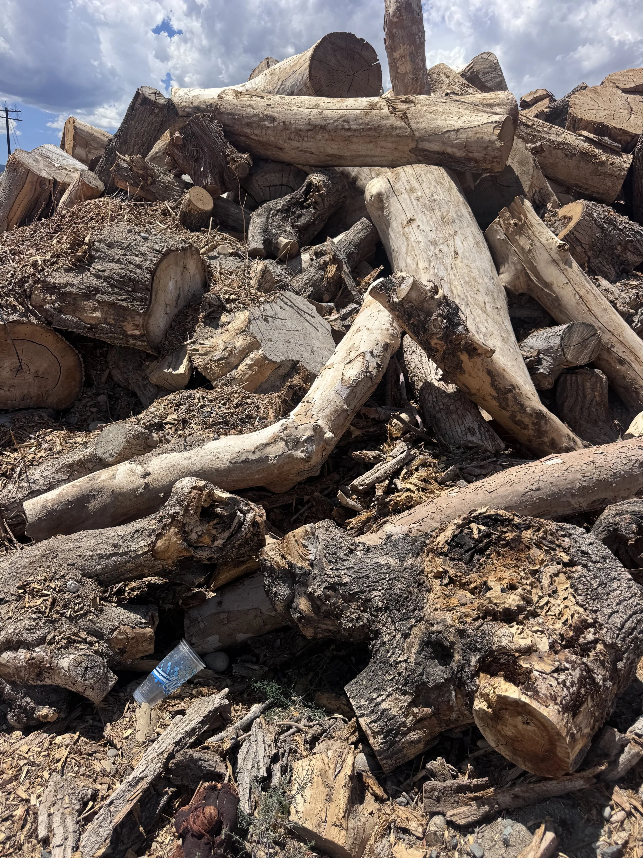 Urban Wood Utilization in Western Colorado: Giving Community Trees a Second Life
