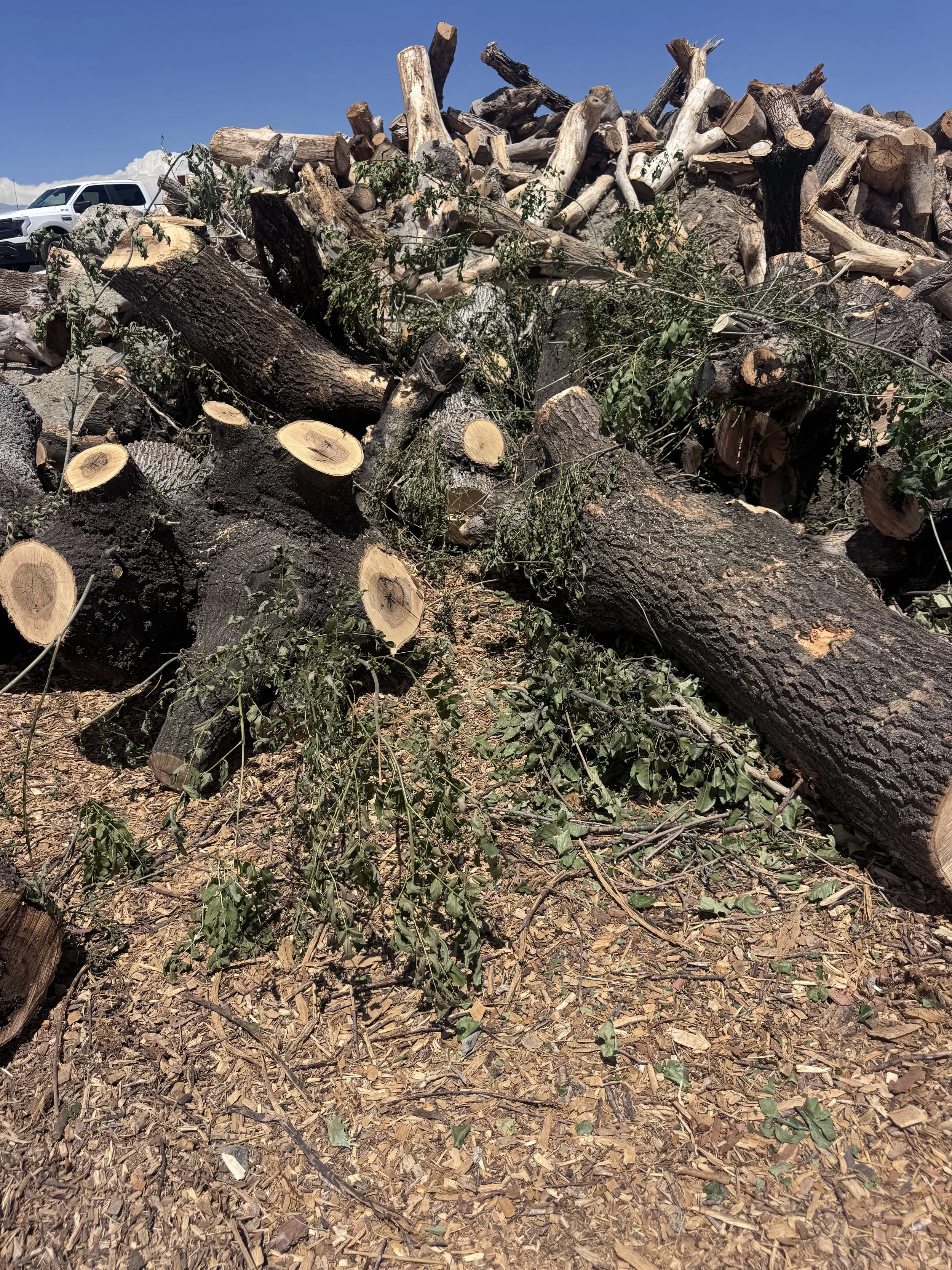 European Ash