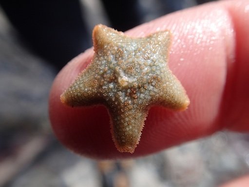 A tiny cushion starfish, by Matt Slater CWT.jpeg