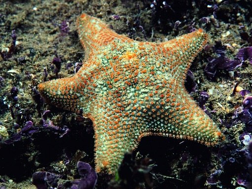 Cushion star FJa (Paul Naylor 07041 351307).jpeg