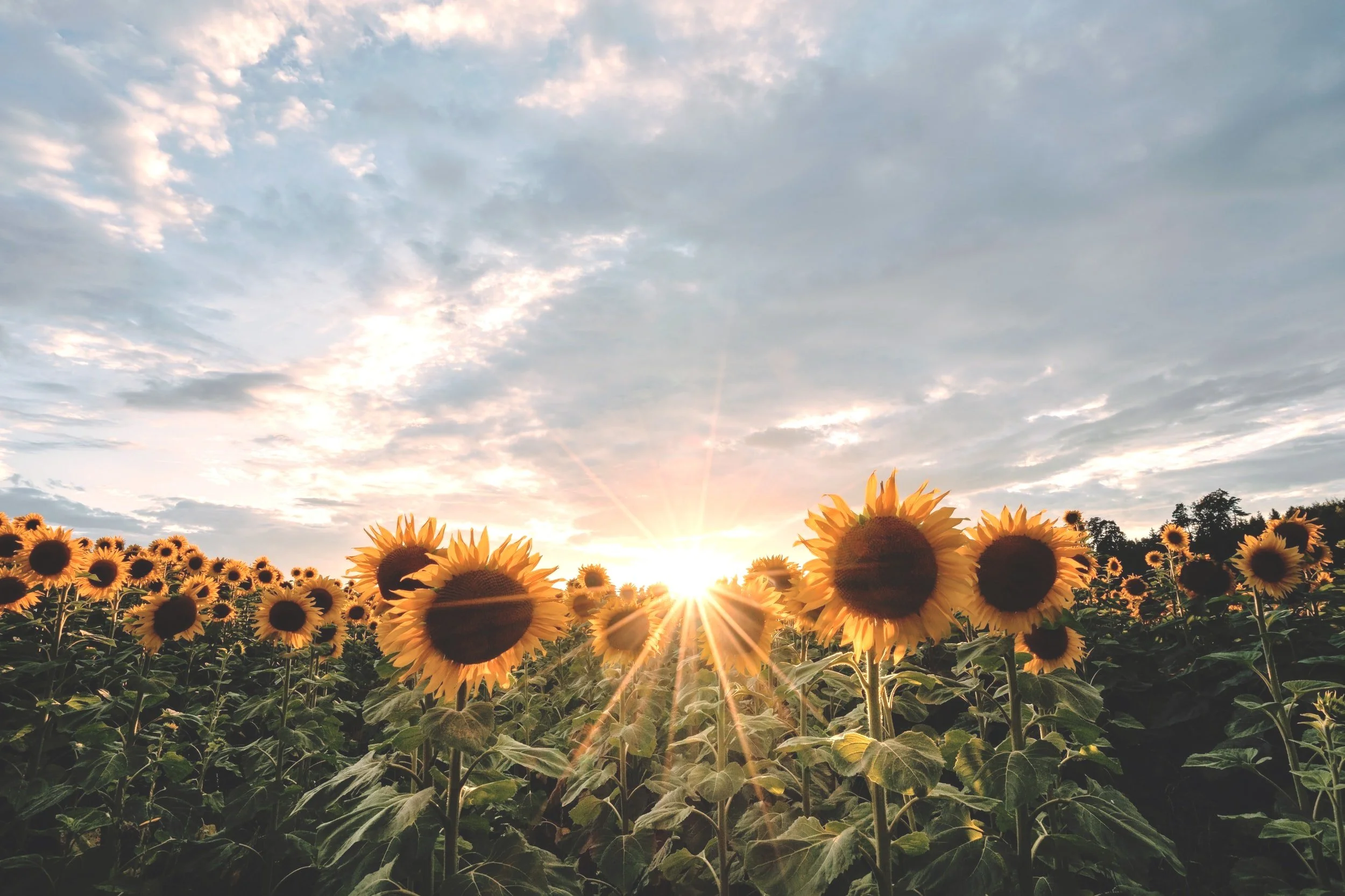 Kansas Pelvic Health & Wellness