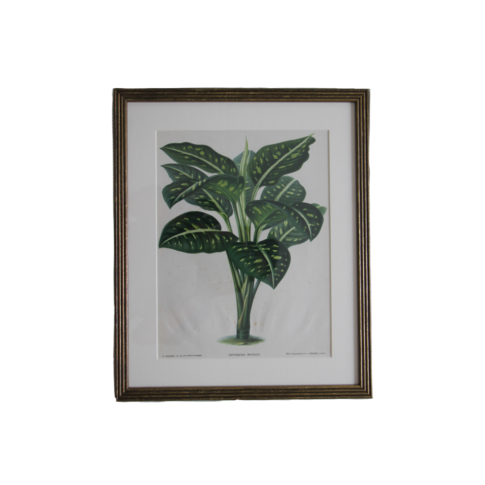 Late 19th C. Stroobant Chromolithograph Botanical Book Plates