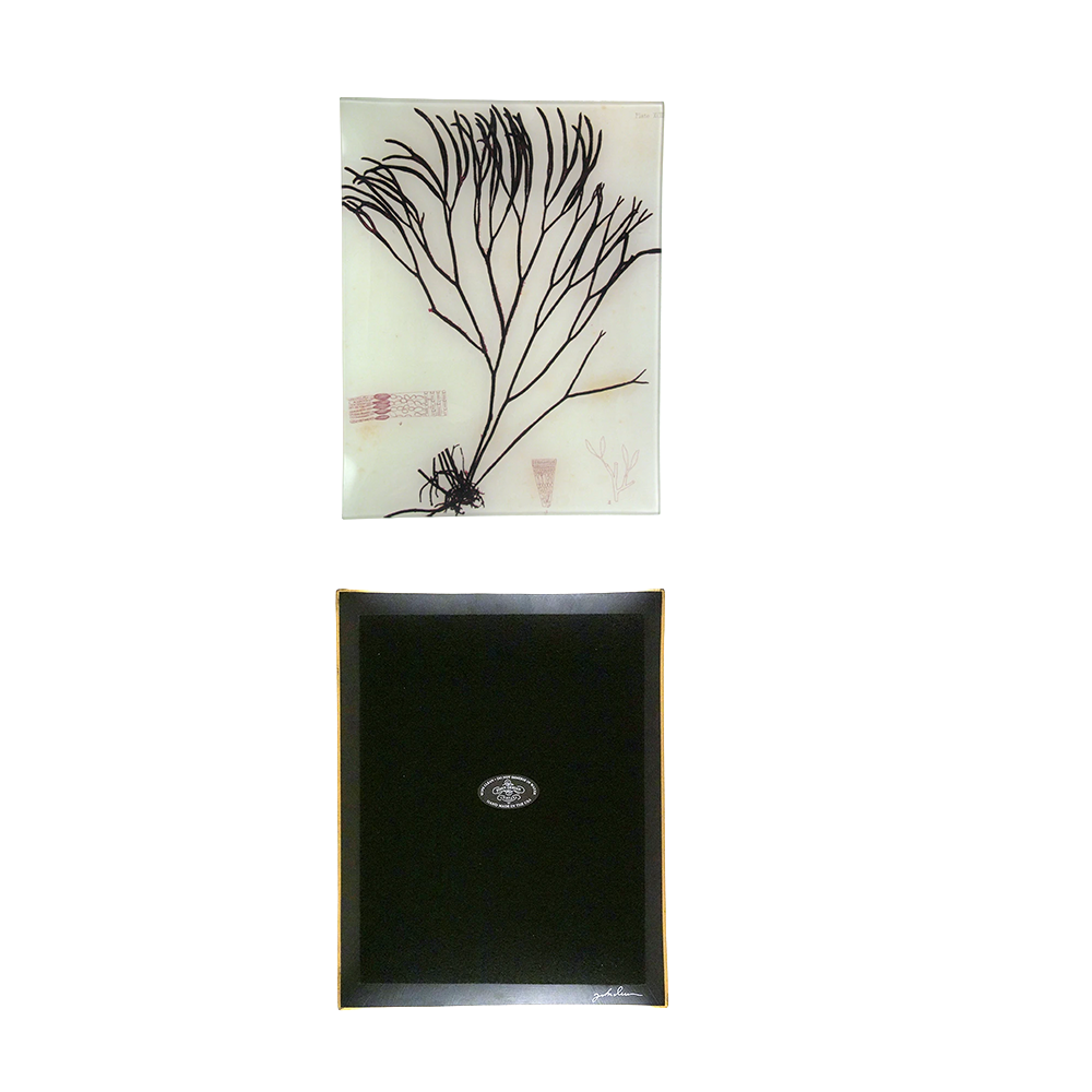 #30 Seaweed (XCIII) Tray