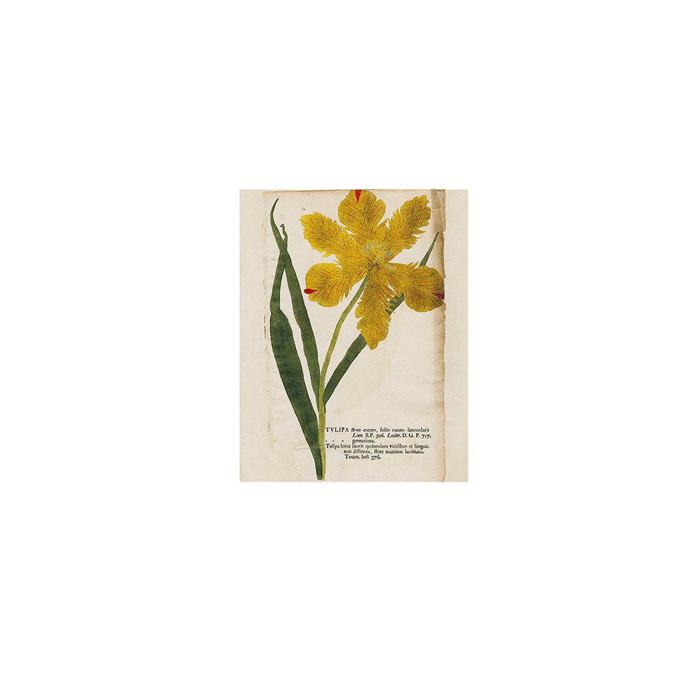 YellowTulipTray.png