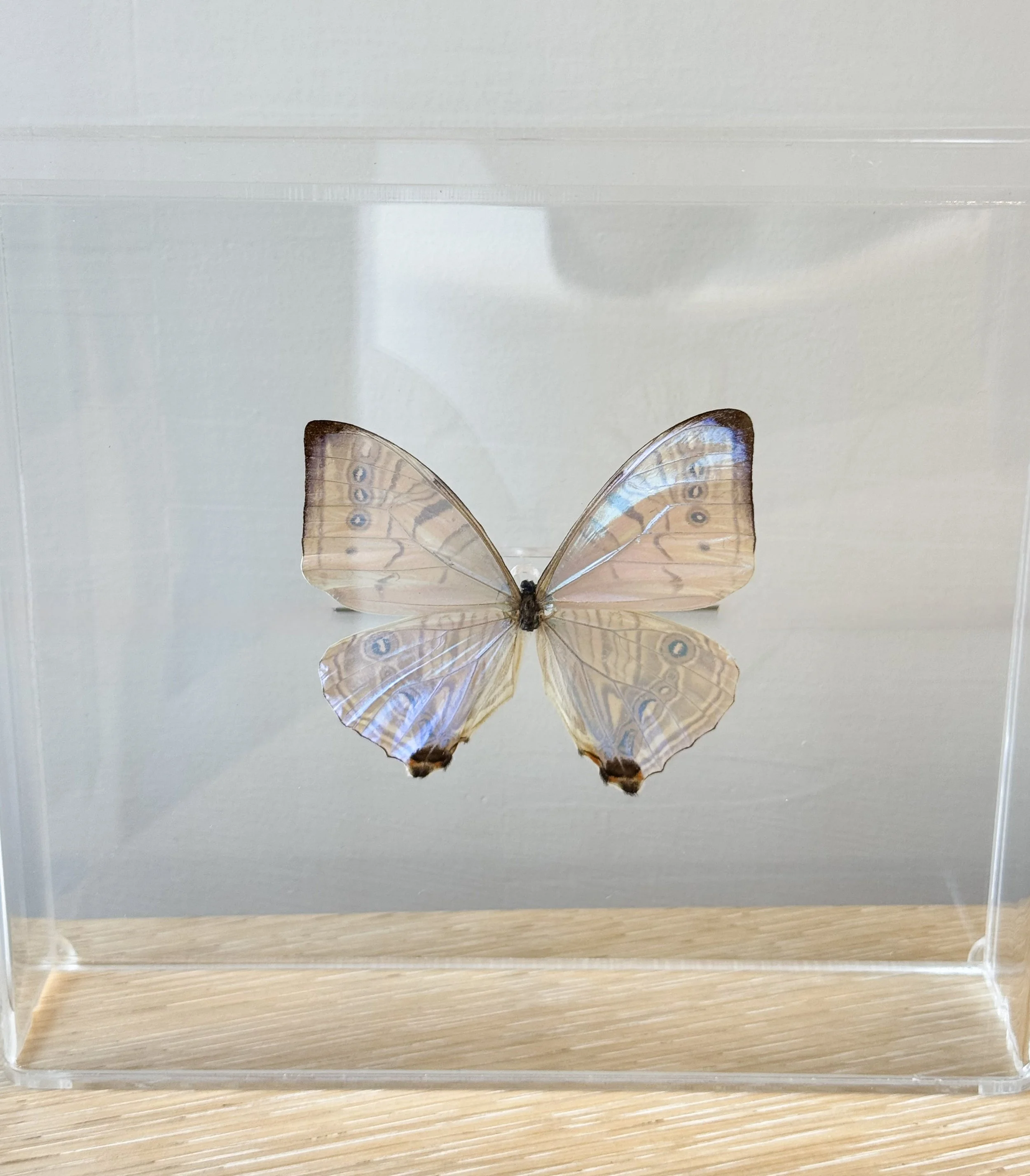 Butterfly_MorphoSulkowskyi4.jpg