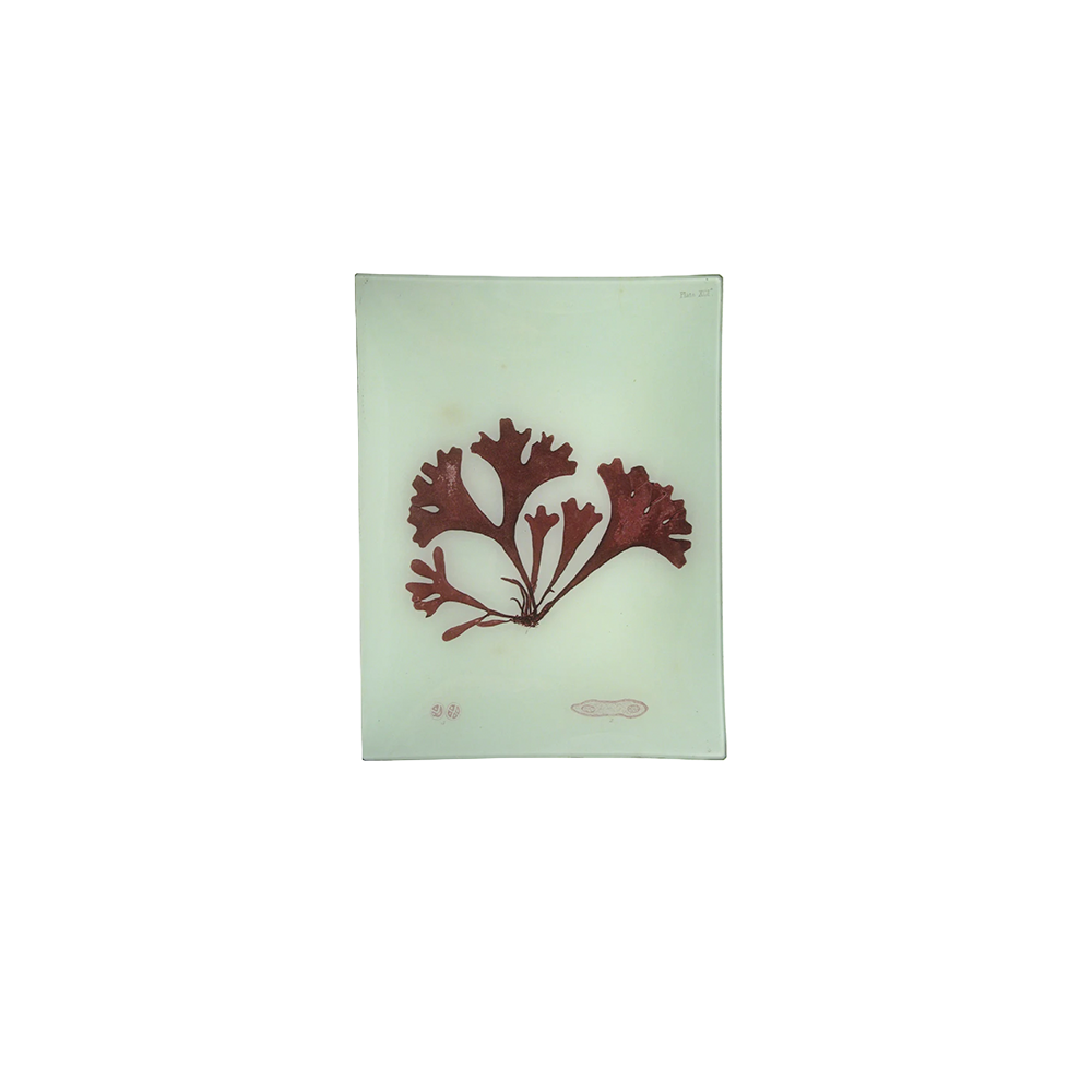 #14SeaweedTray.png