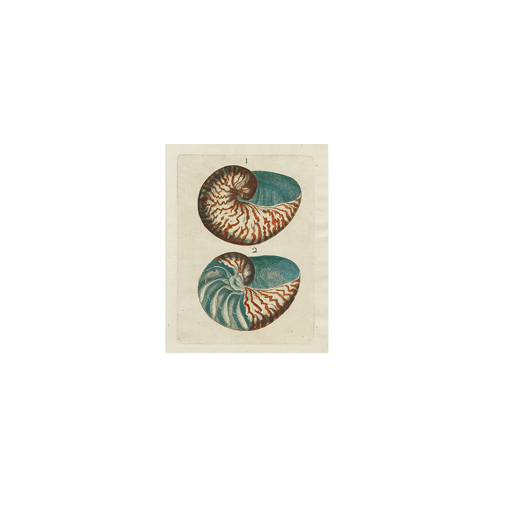 Shells1Tray.png
