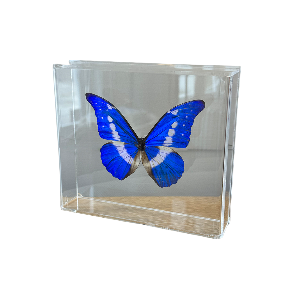 Butterfly_MorphoHelena2.png