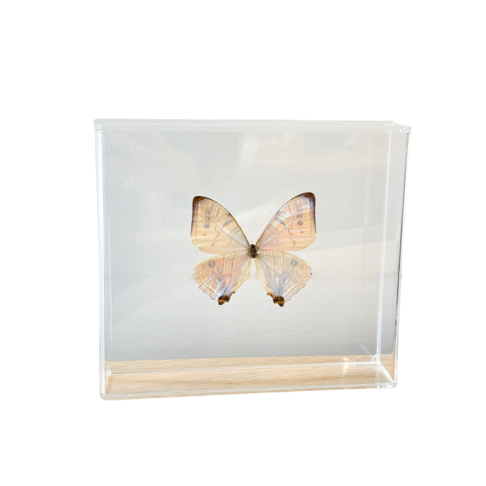 Butterfly_MorphoSulkowskyi.png