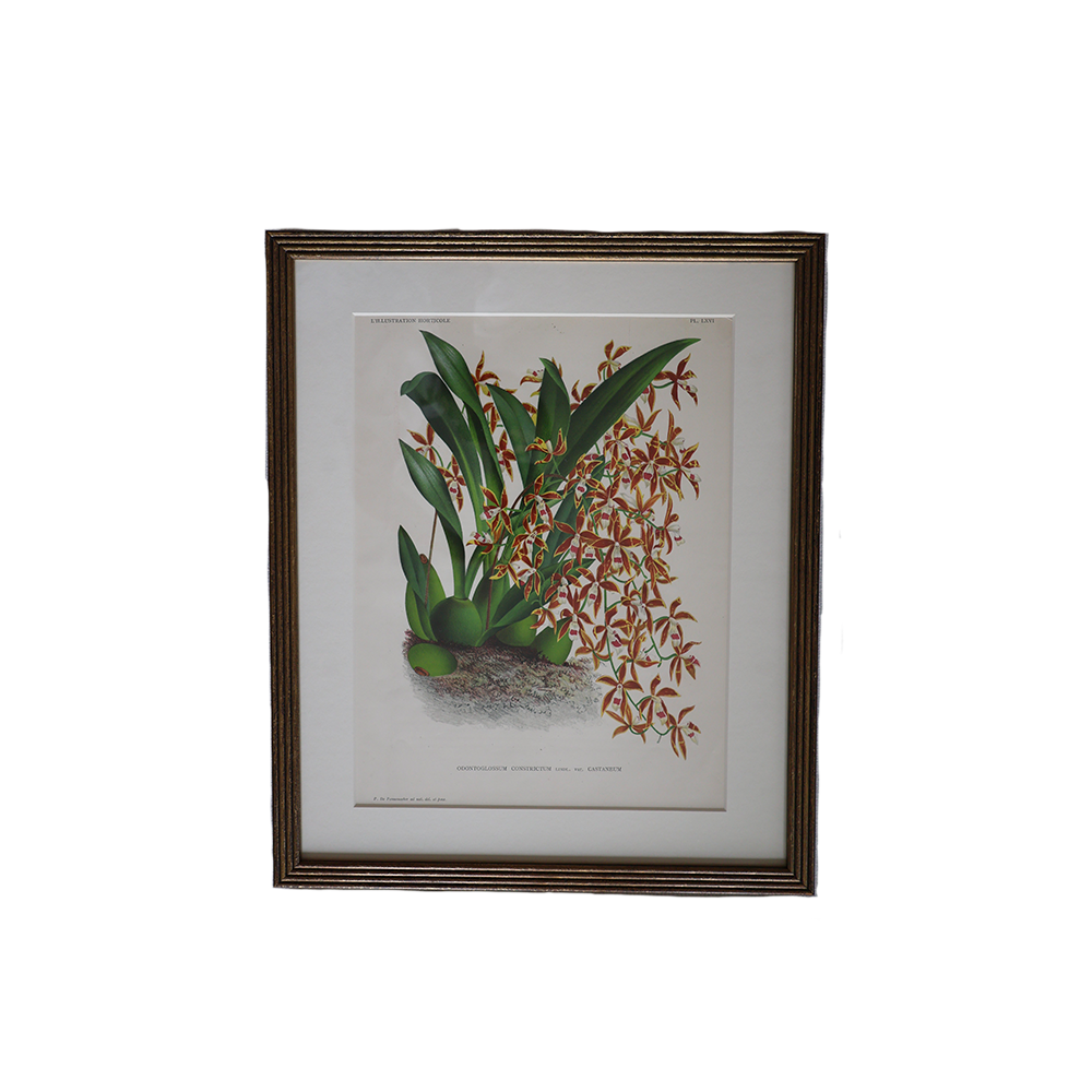 VintageBotanical1.png