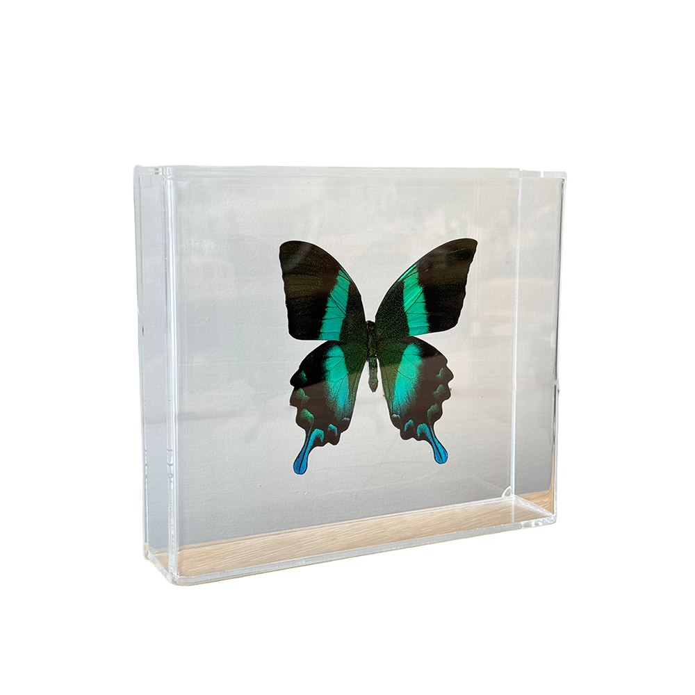 Butterfly_PeacockSwallowtail2.png