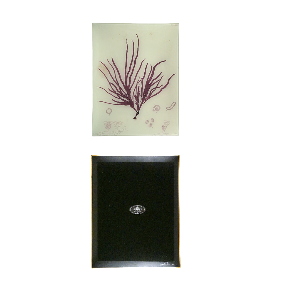 #6 Seaweed (LXXIV) Tray