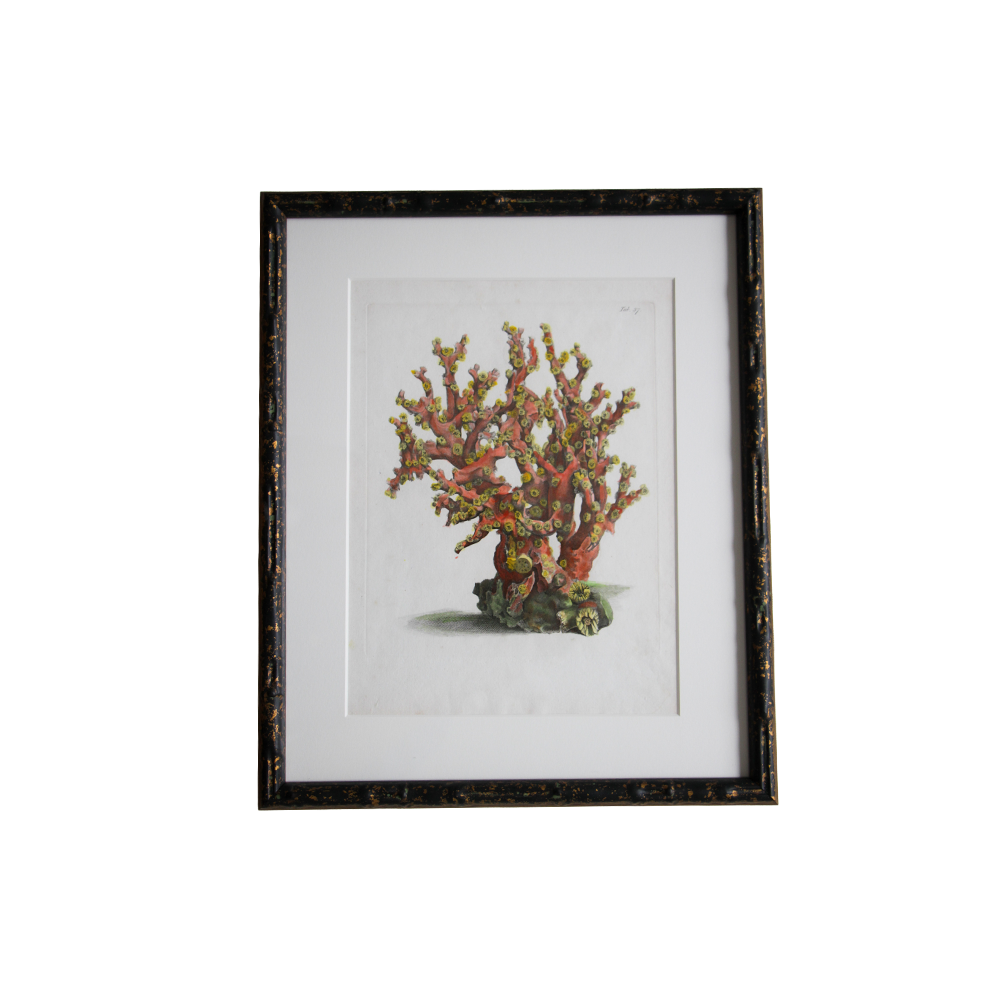Antique Hand Colored French Coral Book Plate