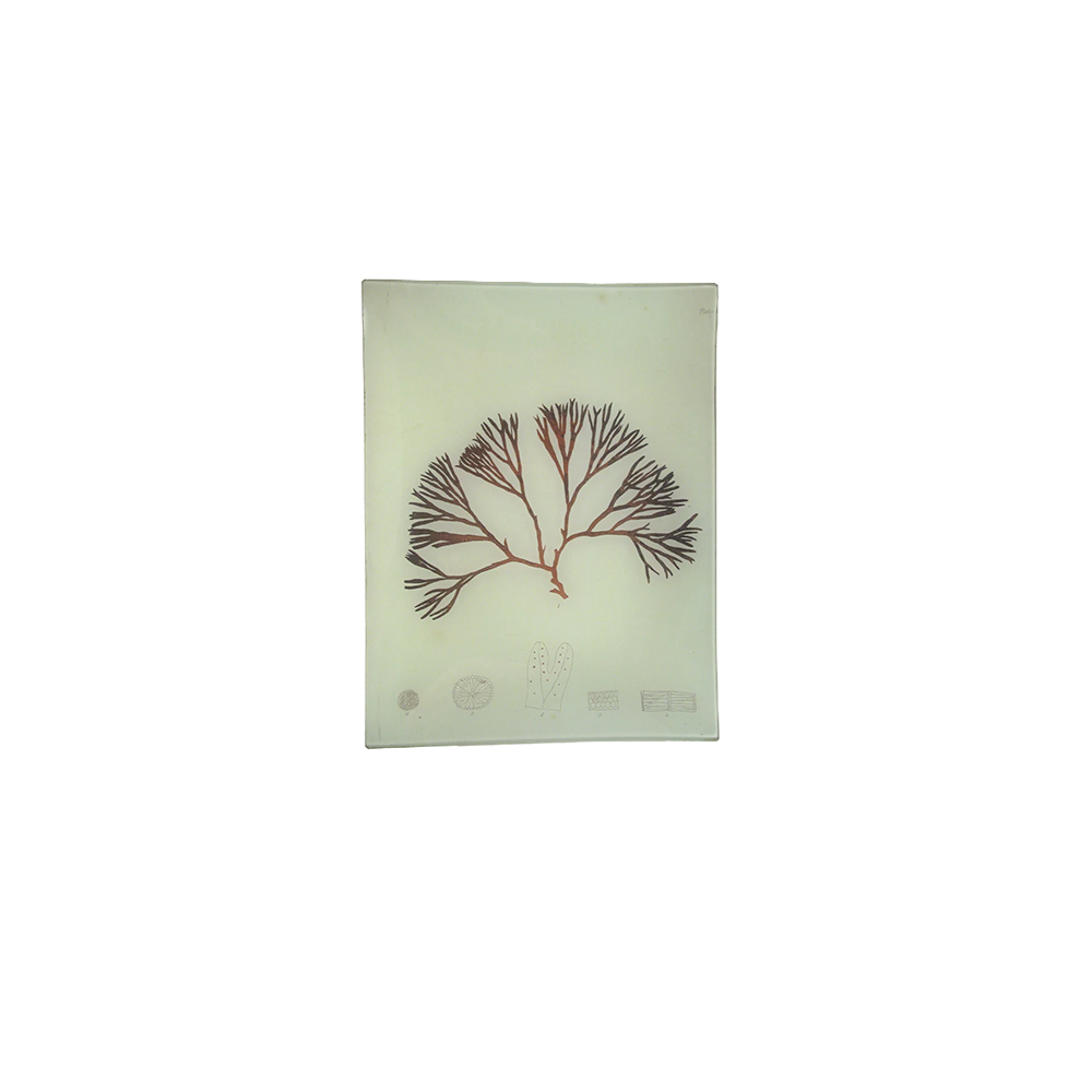 #33SeaweedTray.png