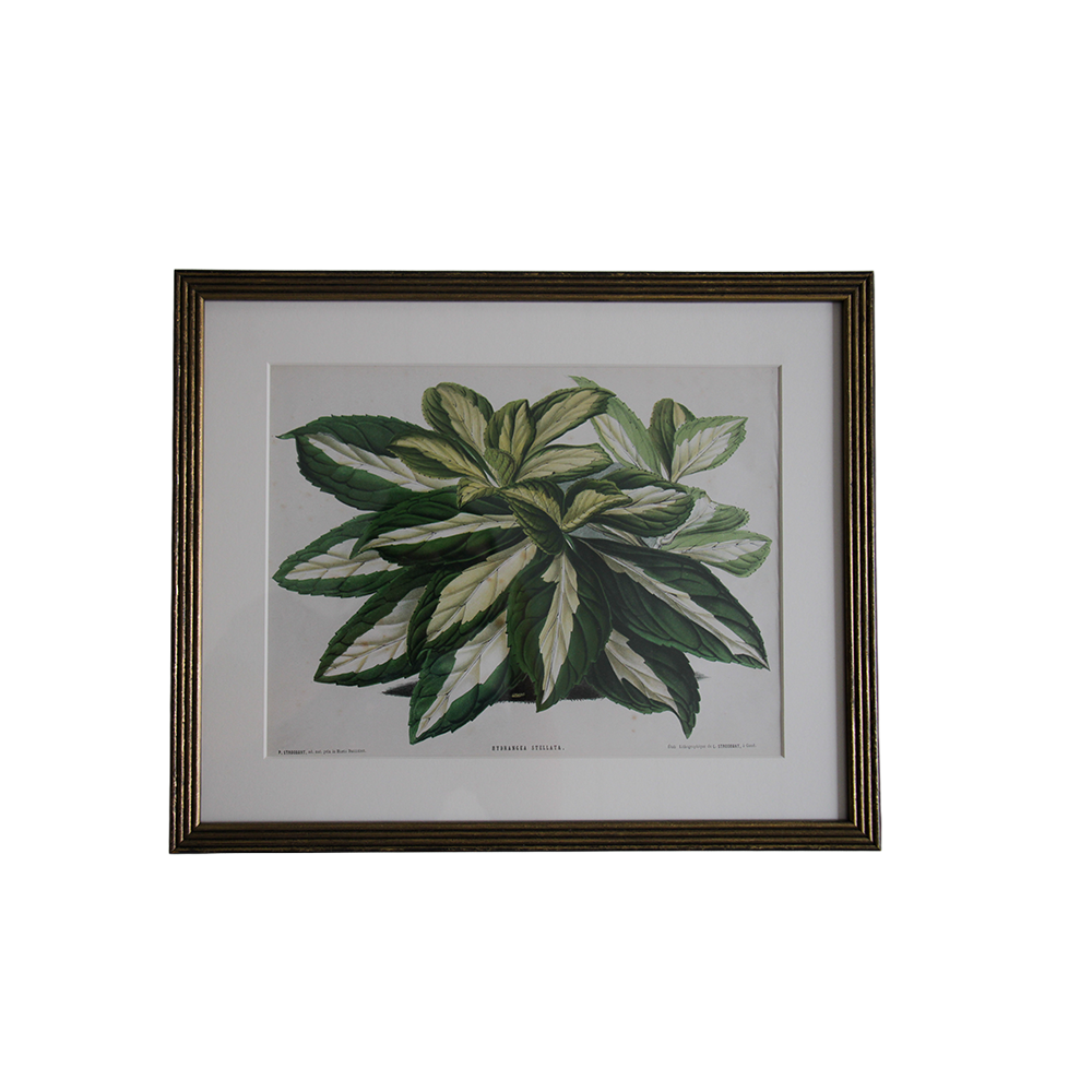 HorizontalBotanical4.png
