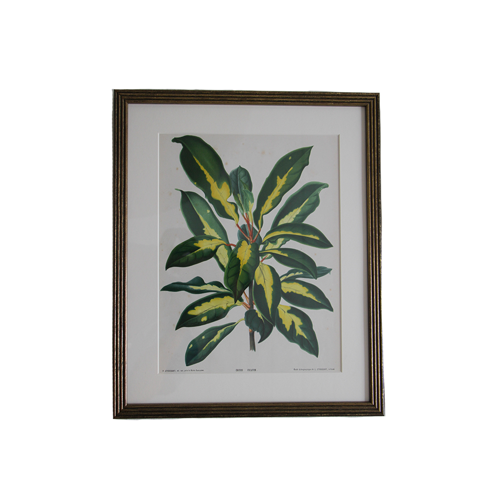 VerticalBotanical2.png