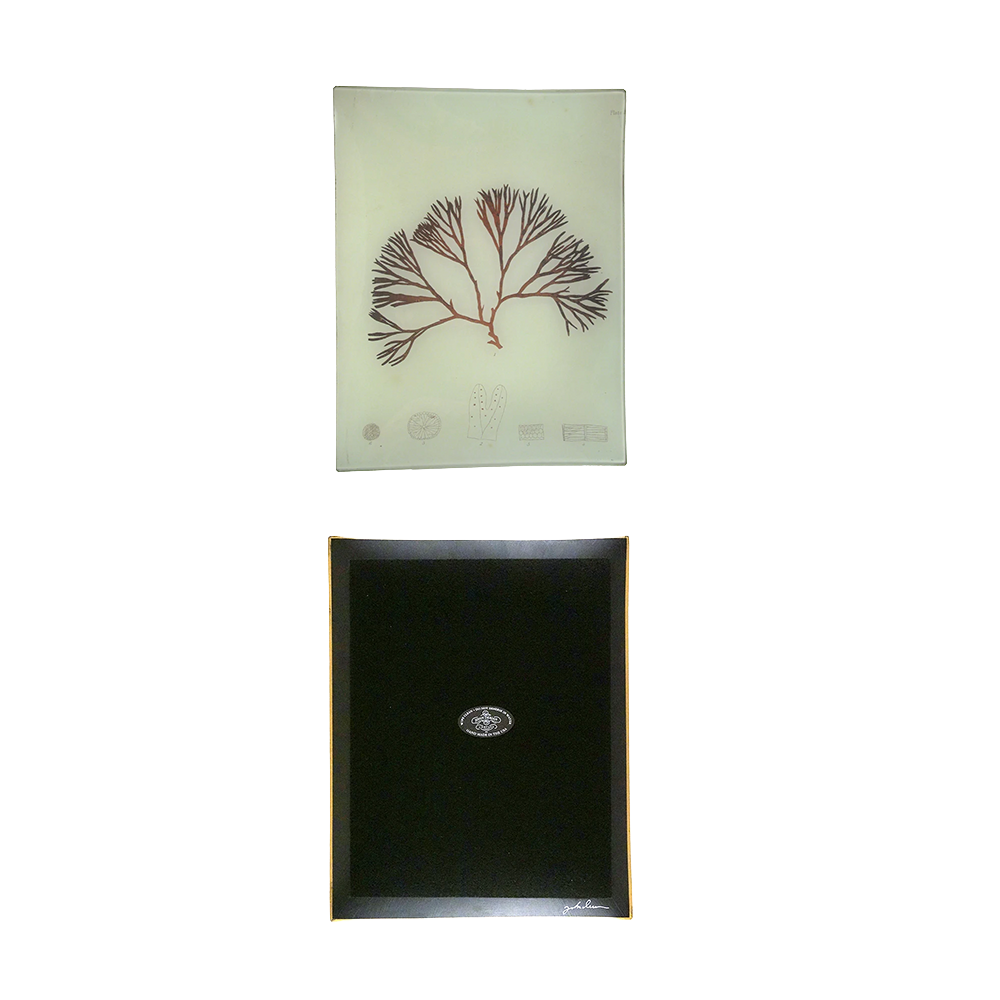 #33 Seaweed (LXIV) Tray