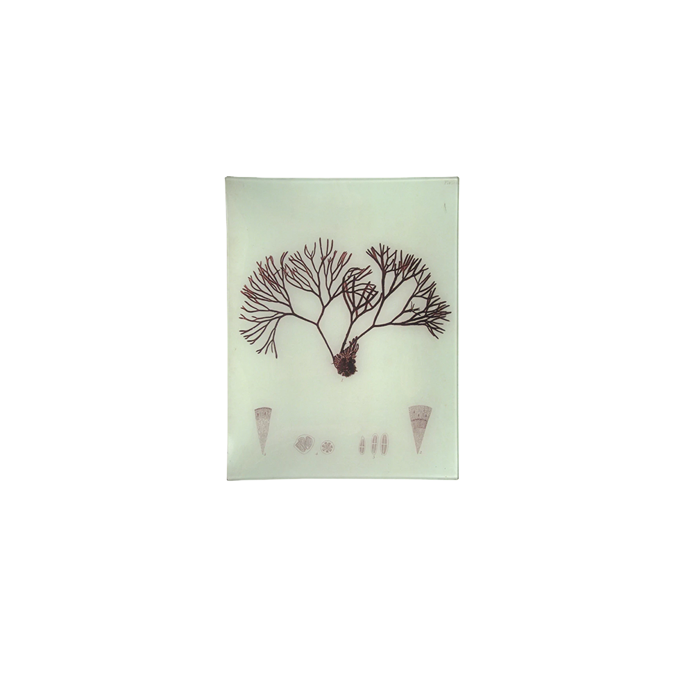 #39SeaweedTray.png