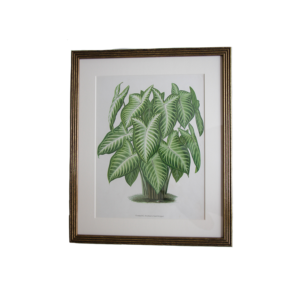 VerticalBotanical4.png