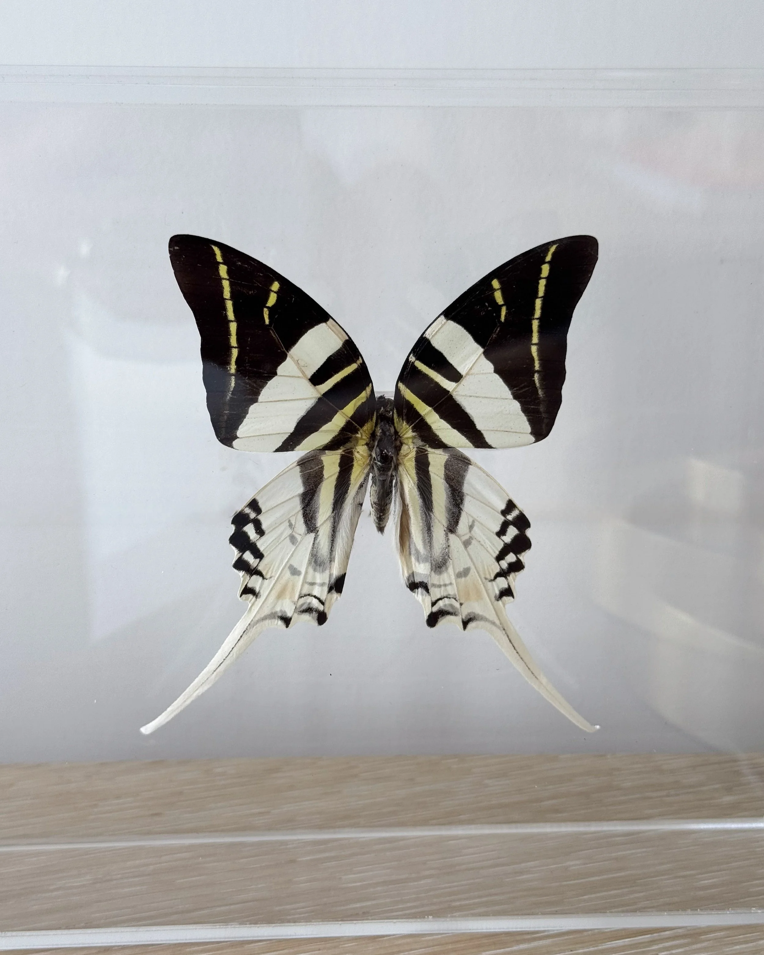Butterfly_GiantSwordtail2.jpg