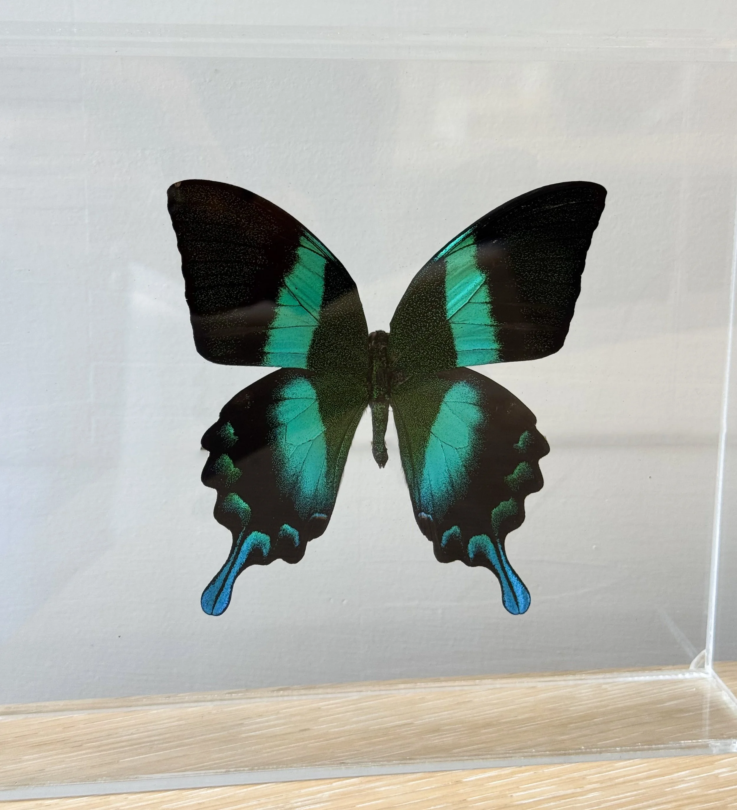 Butterfly_PeacockSwallowtail3.jpg