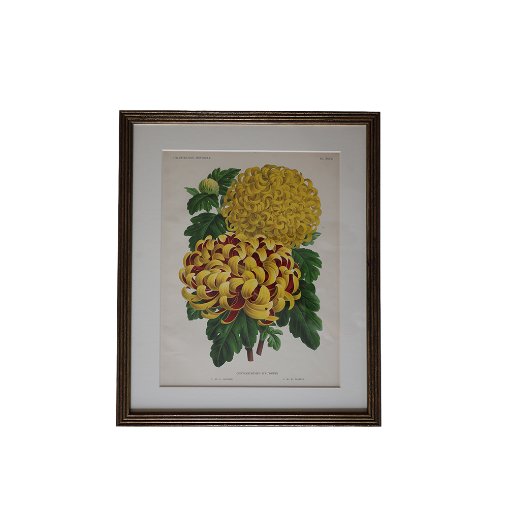 Late 19th C. Stroobant Chromolithograph Botanical Book Plates