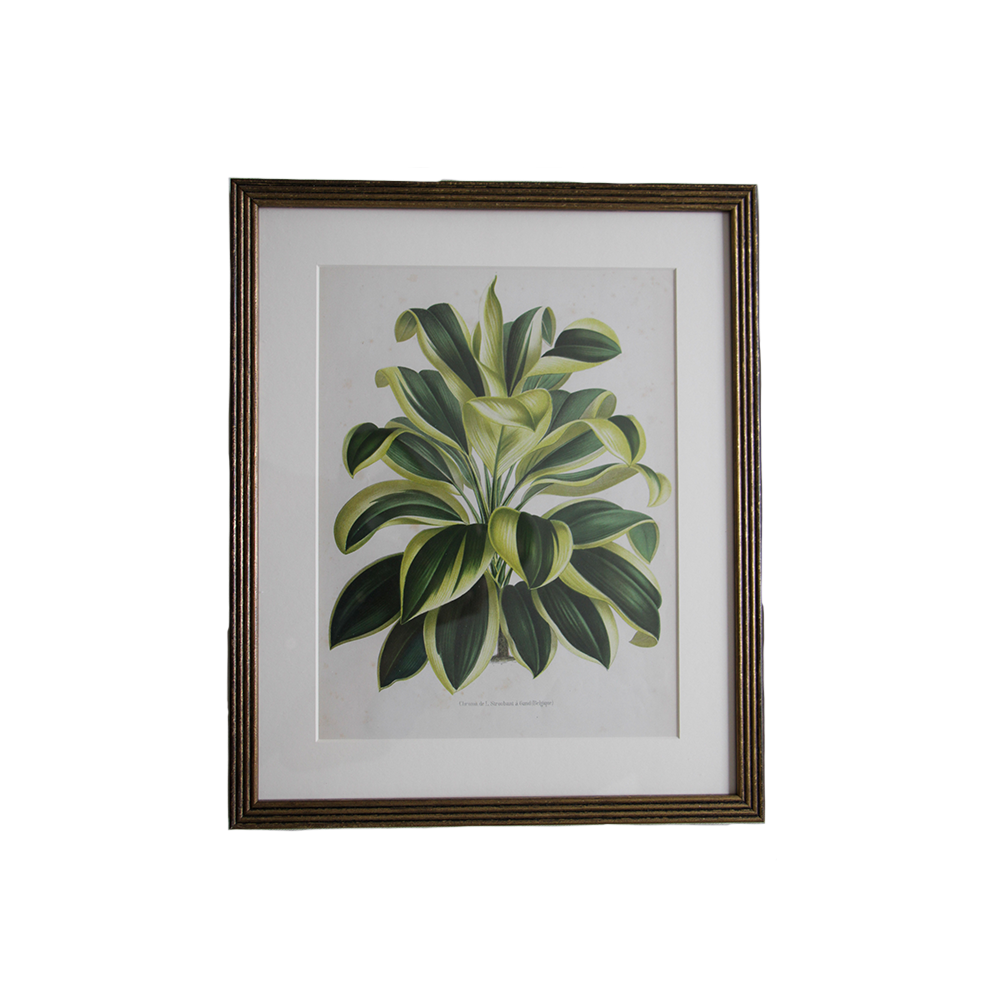 VerticalBotanical7.png