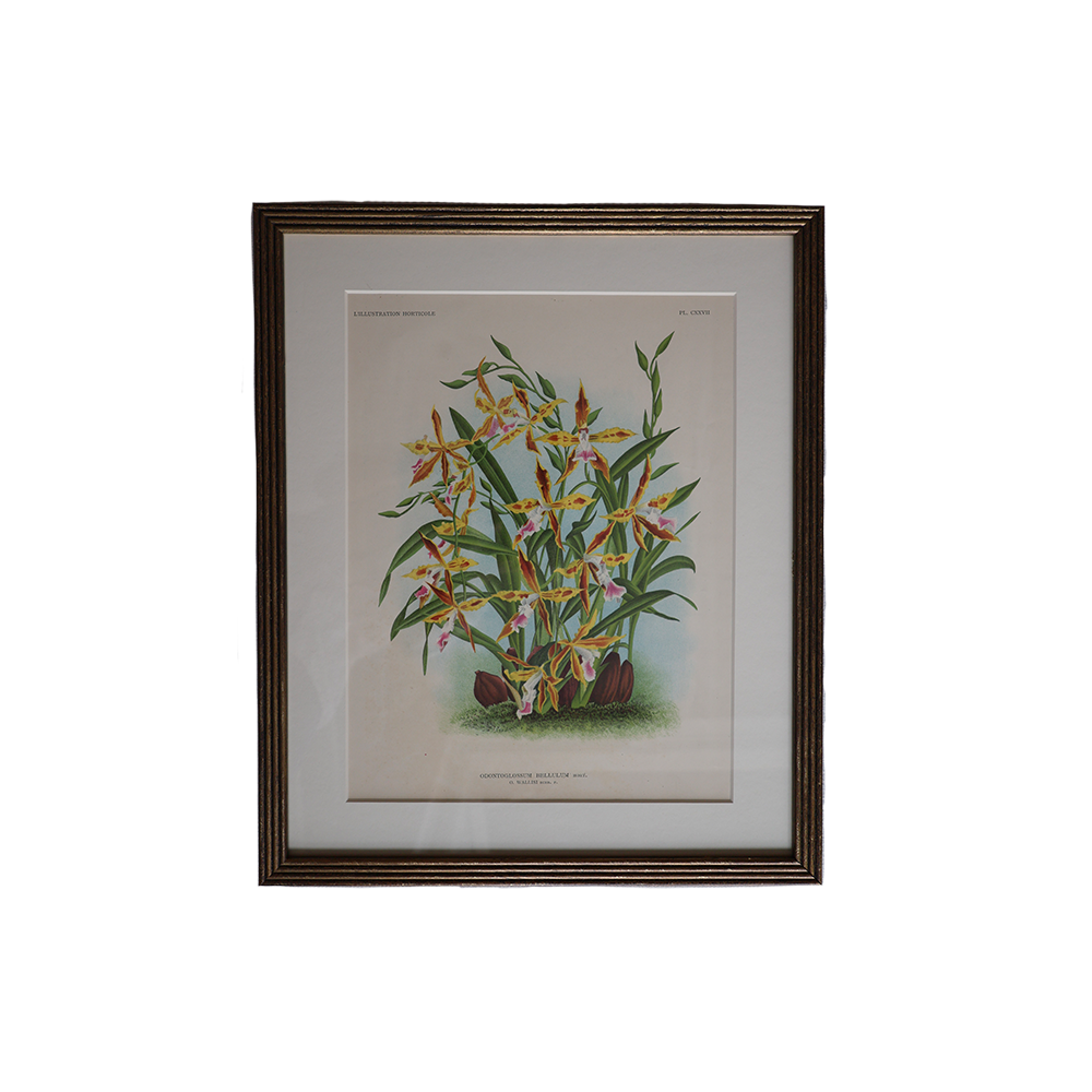 VintageBotanical5.png