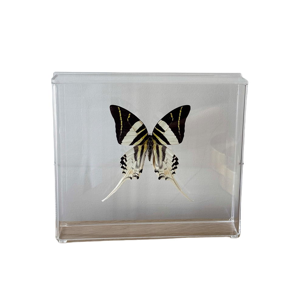 Acrylic Framed Giant Swordtail Butterfly